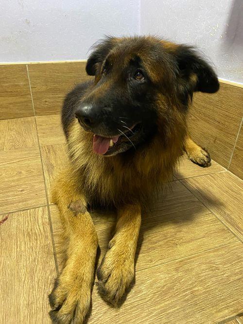 Kirysha, le chien survécu à l'euthanasie