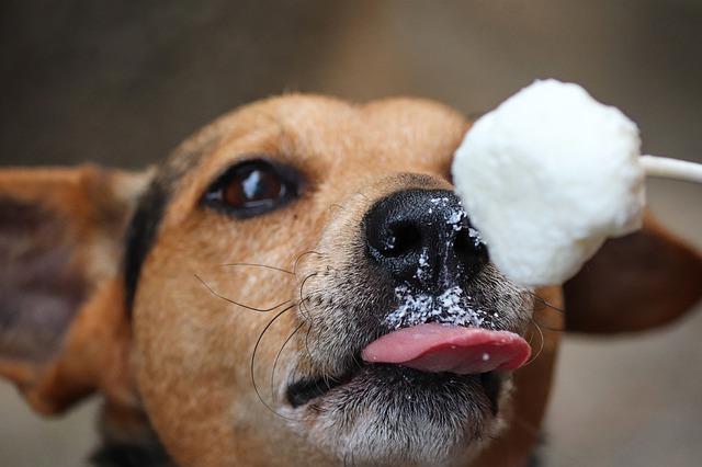 chien avec une glace