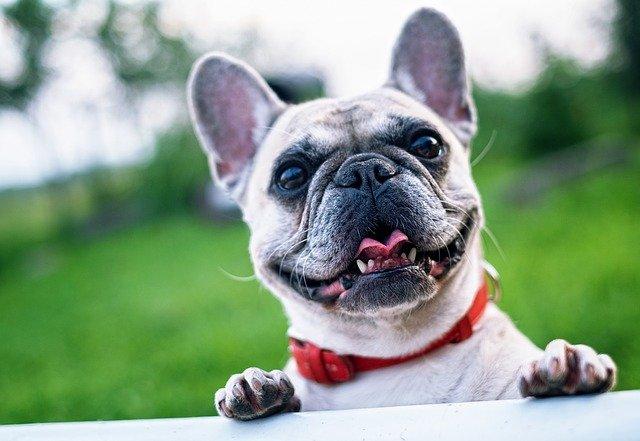 Le Bouledogue français : race de chien adaptée pour une personne âgée