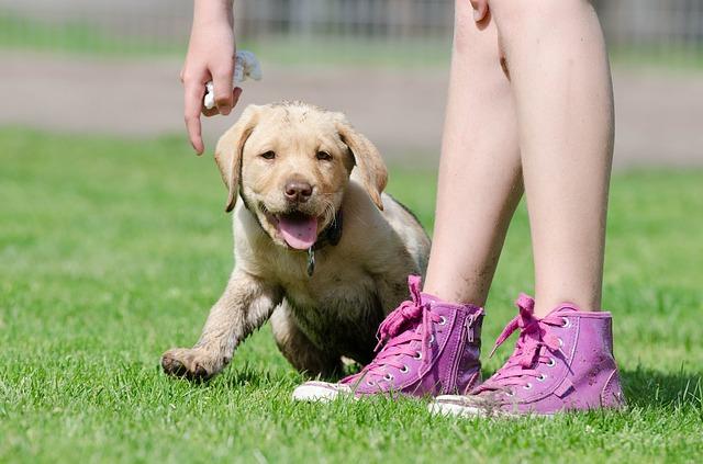 Meilleures races de chien pour les familles avec les enfants : Labrador