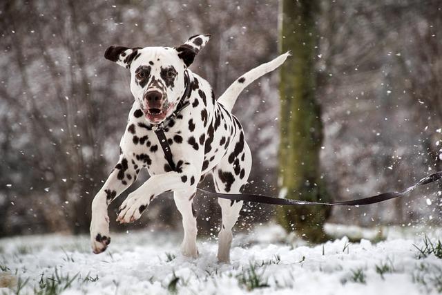 Races de chiens sensibles au froid : le Dalmatien