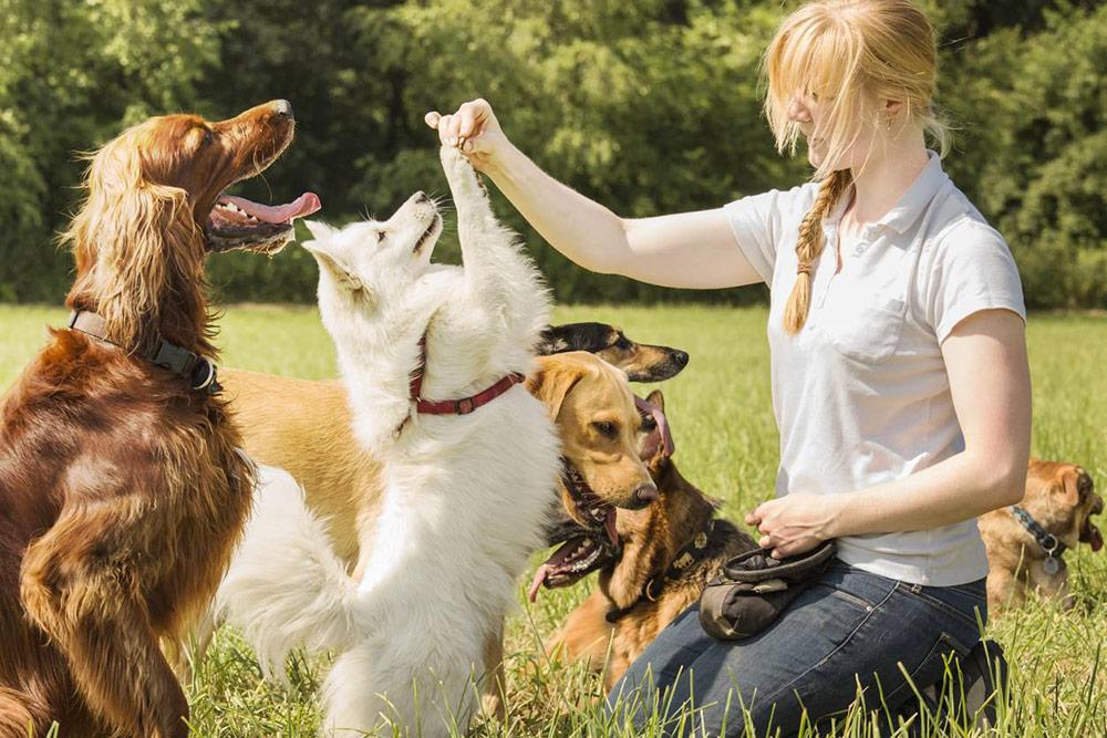 éducateur canin, un métier pour les amoureux des animaux de compagnie