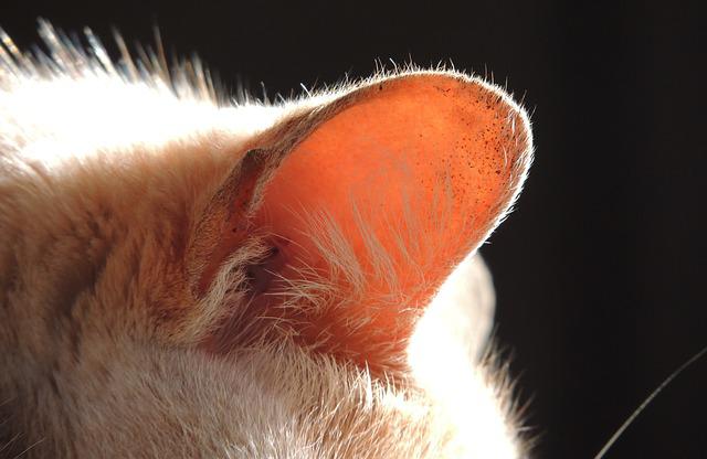 soinger l'oreille du chat qui saigne