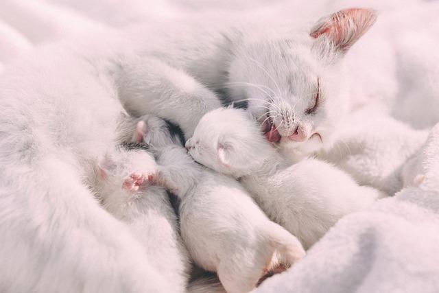 chat qui allaite ses chatons nouveaux nés
