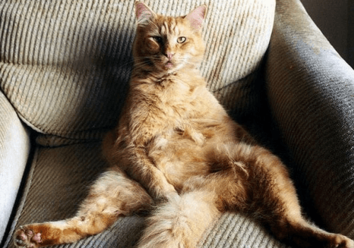 Quand Les Chats S Assoient Comme Des Hommes