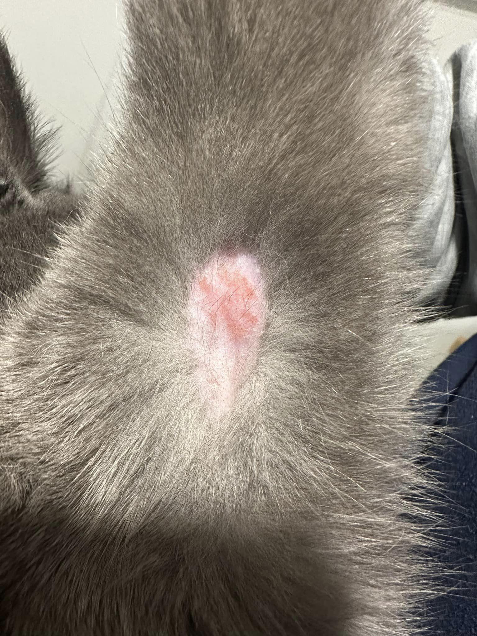 Ma chatte a perdu des poils à l'intérieur d'une patte et c'est ...