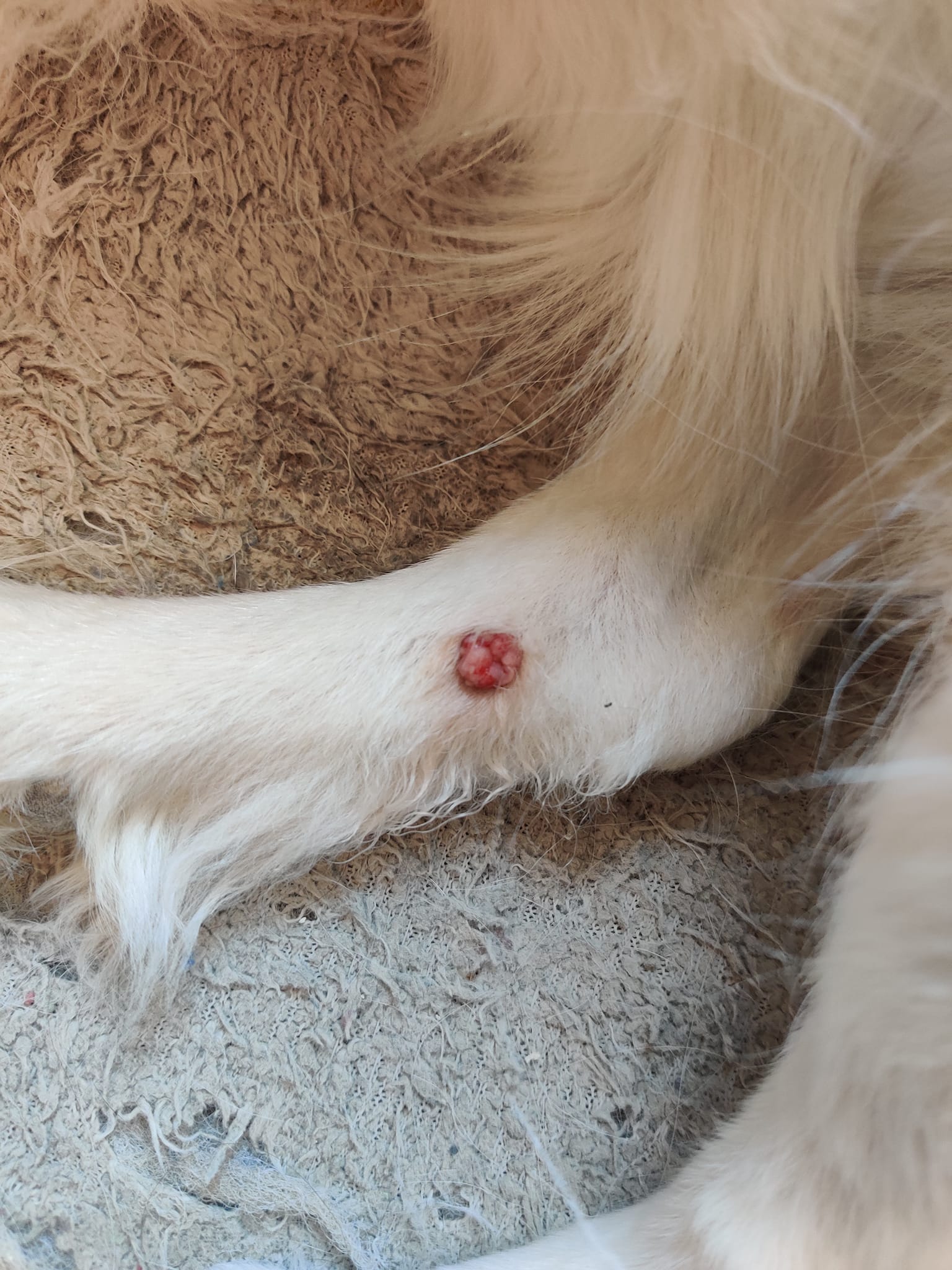 Mon chien a une verrue à la patte qui s'est infectée : quel ...