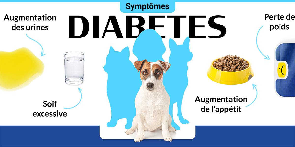 comment savoir si chien est diabétique
