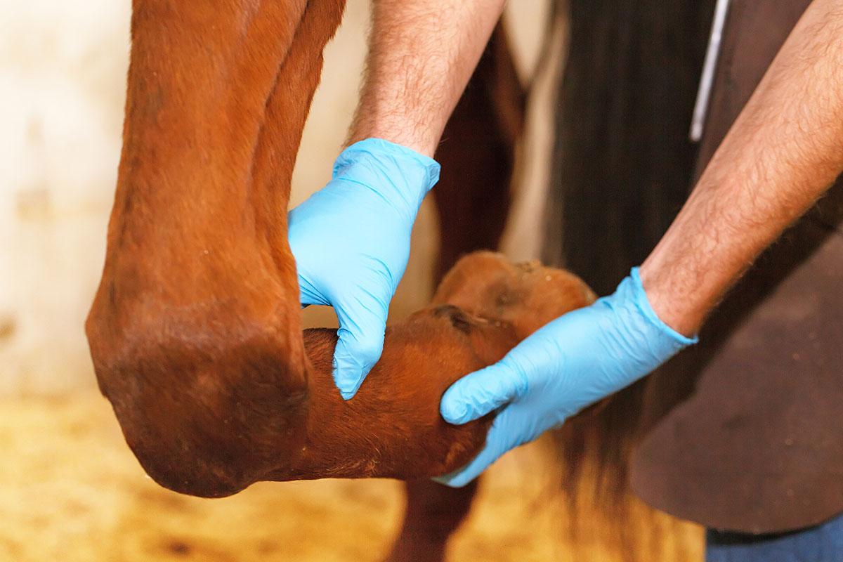 comment traiter un cheval victime d'arthrose