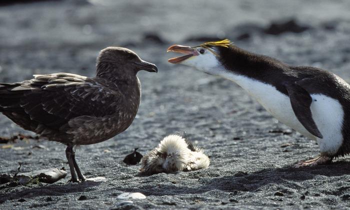 pingouin royal défend un poussin mort contre un labbe brun