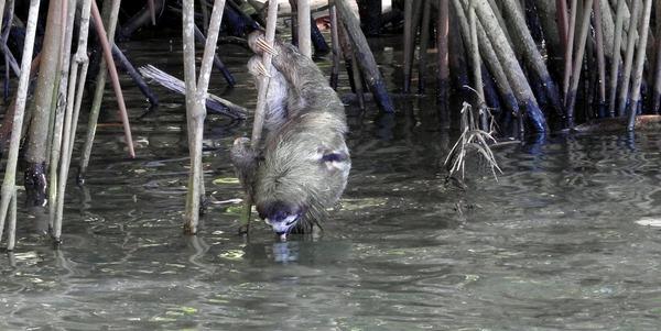 un paresseux qui boit de l'eau dans la nature