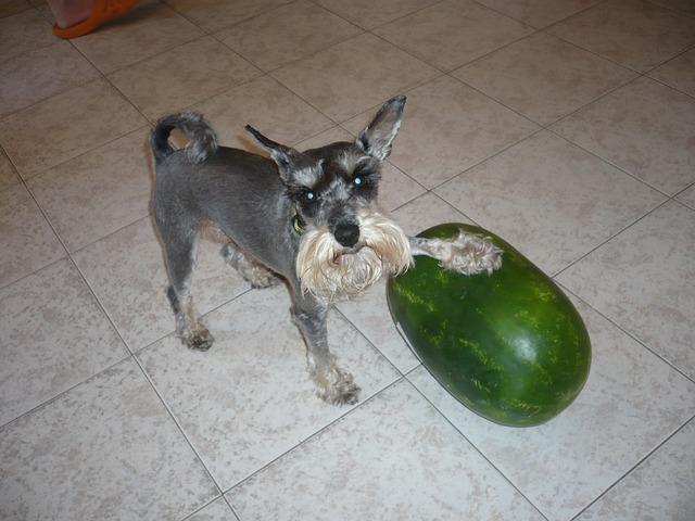 les chiens peuvent-ils manger les melons