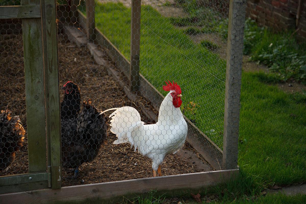 importance de choisir un bon enclos à poules