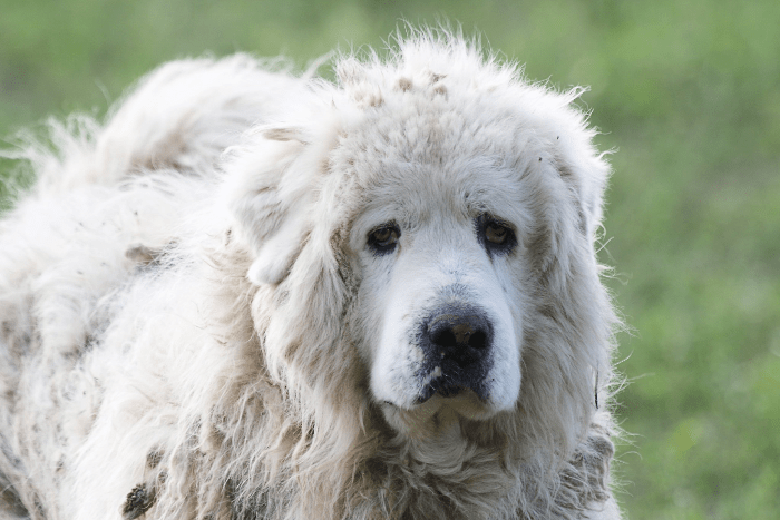 Patout, Chien de Montagne des Pyrénées