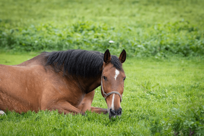 comment comprendre les émotions de son cheval ?