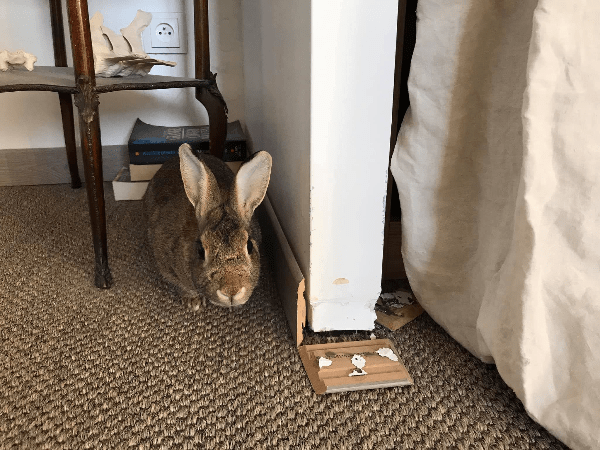 lapin à la maison : protéger les fils et les plinthes