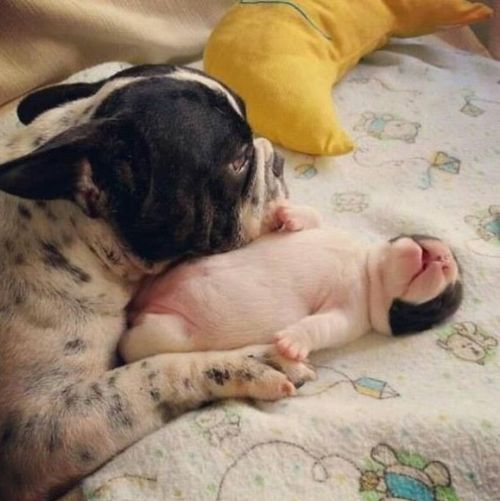 chienne et son bébé