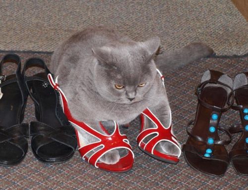 chat chaussures