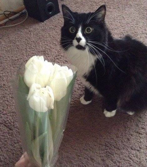 chat et le bouquet de fleurs