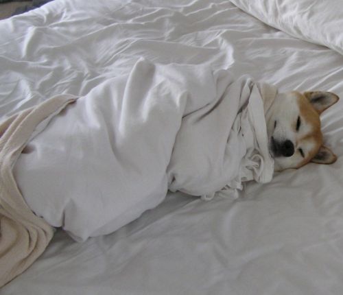 chien dans le lit