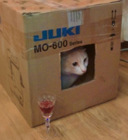 chat dans une boîte