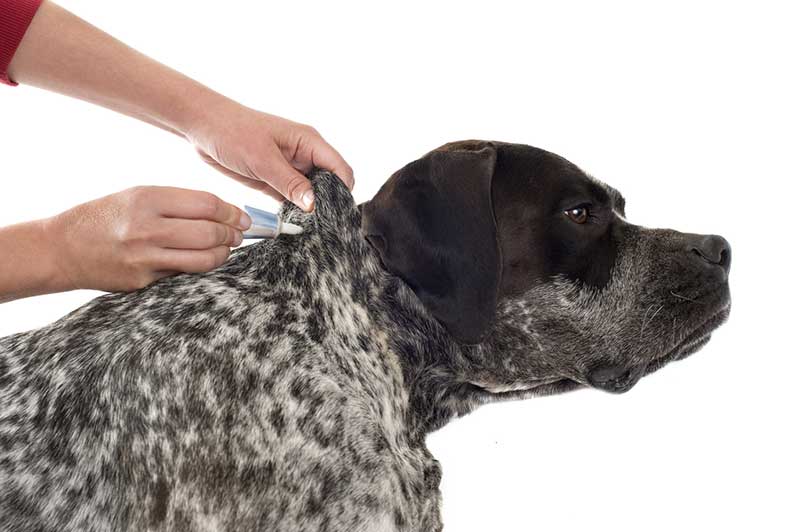 traitements anti-puces pour chien