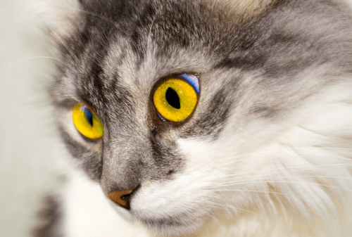 Les Plus Beaux Yeux De Chat