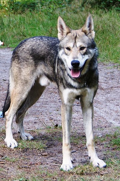 Chien Loup De Saarloos Ma Race Coup De Coeur