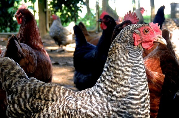 Comment élever Des Poules Pondeuses