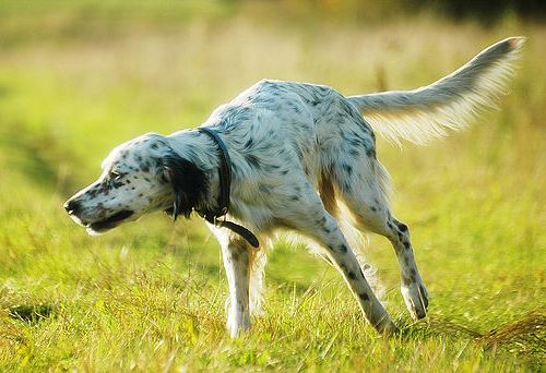 Setter Anglais : 10ème race canine préférée en France