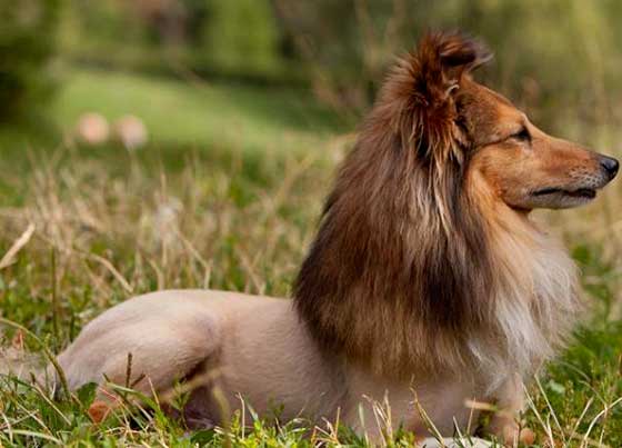 chien qui ressemble lion