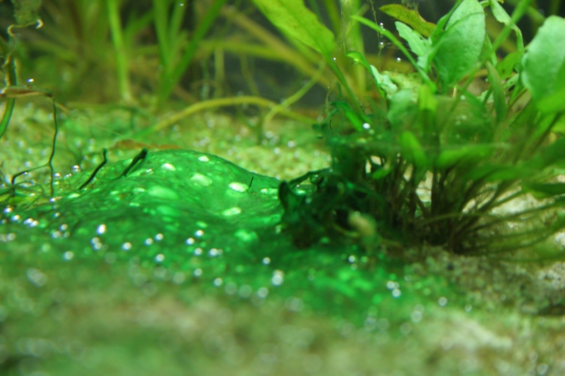 Водоросли на стеклах. Blue Green algae. Пресноводные цианобактерии. Сине-зеленые водоросли цианобактерии в аквариуме. Цианобактерии в аквариуме.