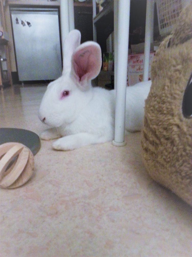 Iago, jeune lapin de laboratoire cherche parrains/marraines