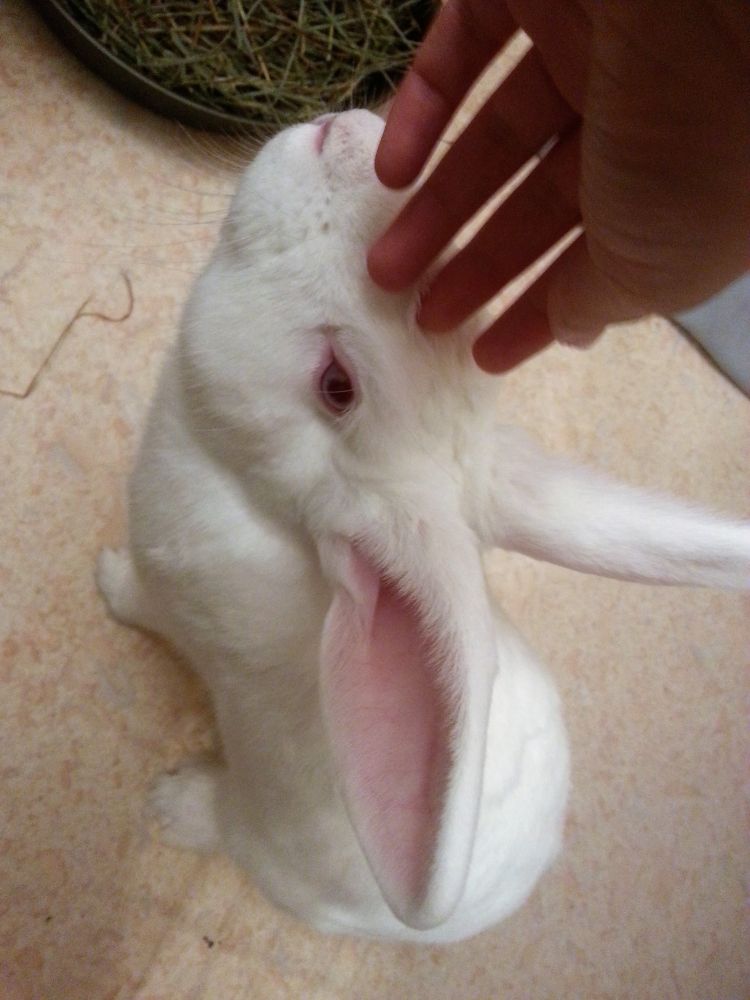 Iago, jeune lapin de laboratoire cherche parrains/marraines