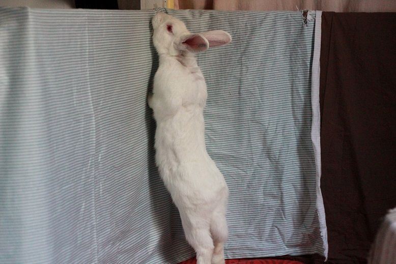 Inoki, jeune lapin de labo cherche parrain/marraine
