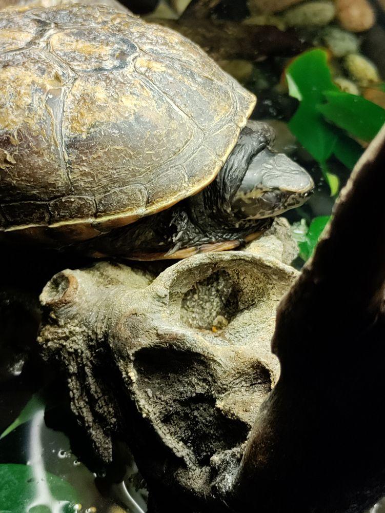 Suspicion de mycose tortue