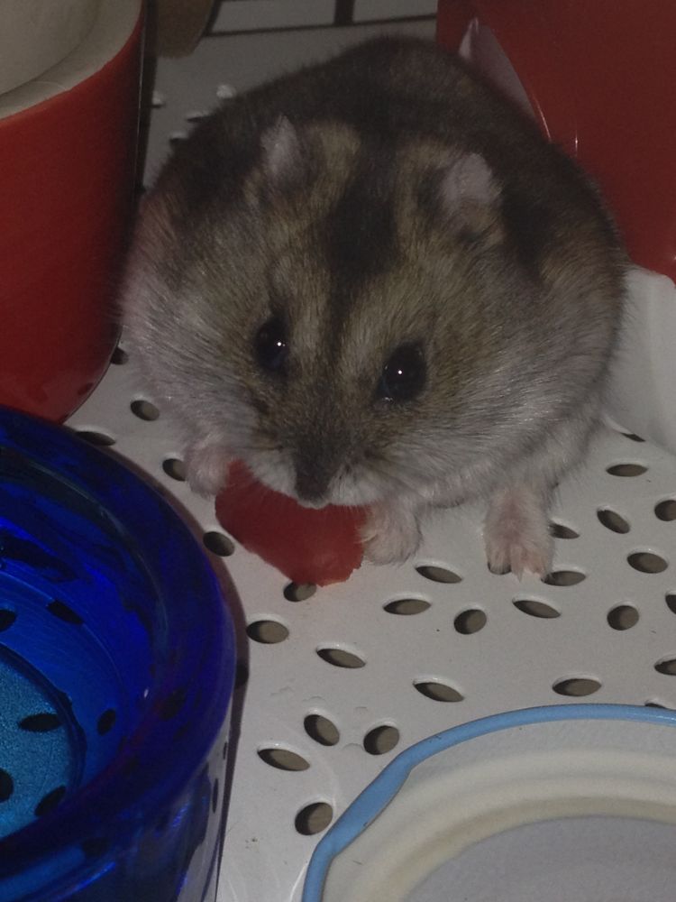 HELP!!! Hamster russe à adopter