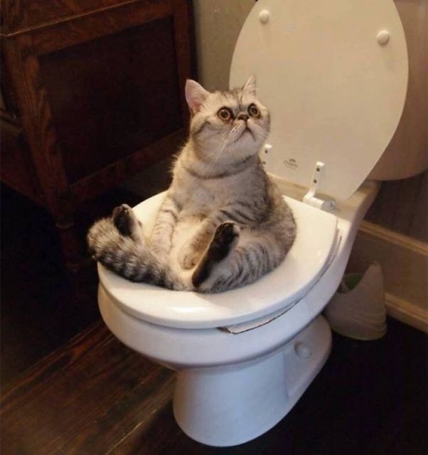 Cette Photo D Un Chat Sur Les Toilettes Est Vraiment Trop Marrantes Photo Sur Anipassion