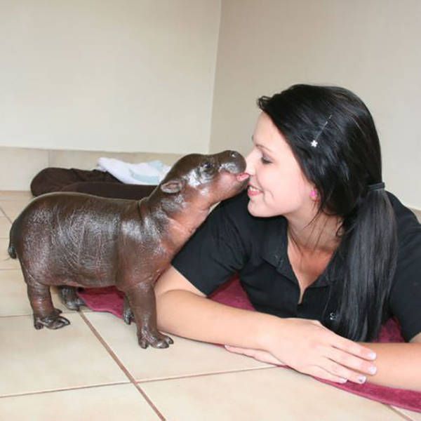 Un Bebe Hippopotame Qui Fait Un Bisou Trop Mignon Photo Sur Anipassion